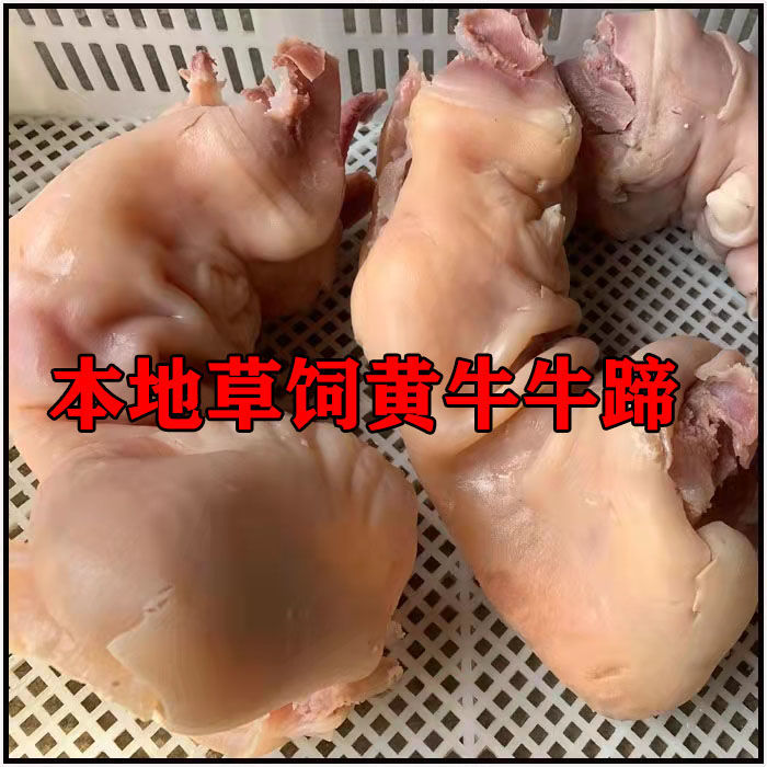 牛蹄子牛肉剔骨牛腿带皮牛蹄筋半熟黄牛脚新鲜腾旺纳跃剔骨牛蹄1斤装