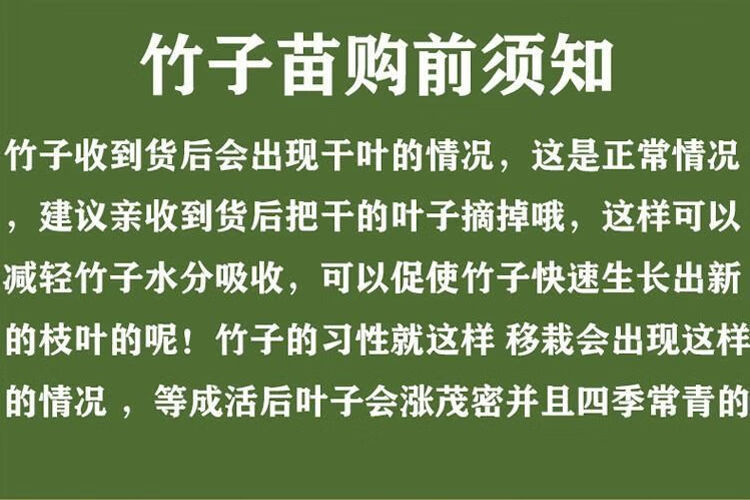 boussac文玩实心龙血玉竹金丝竹子苗四季常耐寒青竹苗紫竹苗庭院植物