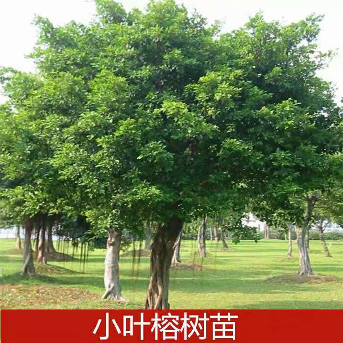 榕树小叶榕榕树苗独木成林四季常青风景树室内外苗木庭院园林绿化初石