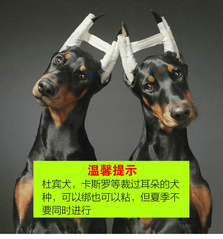 德牧立耳辅助器立耳贴杜宾犬耳朵辅助器柴犬小型幼犬立耳器德牧柯基立