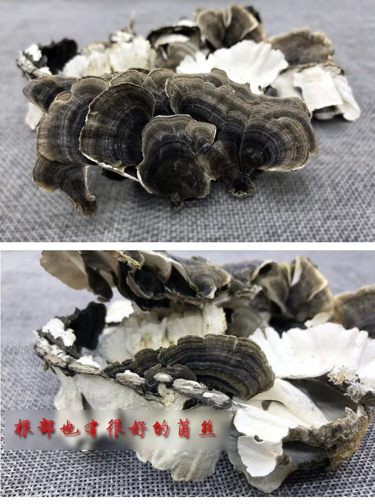 精选野生云灵芝长白山野生云芝黄云芝云芝蘑白底云芝清青芝灵芝野生云