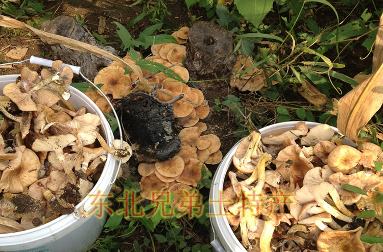 严选年货好物东北特产榛蘑丁干货500g小鸡炖榛蘑菇无根长白山蘑菇山货