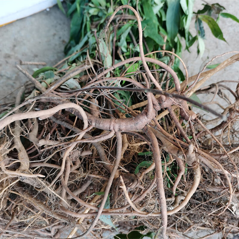 野生开喉剑中药材八爪金龙根百两金八爪根铁雨伞开喉箭八爪龙1斤