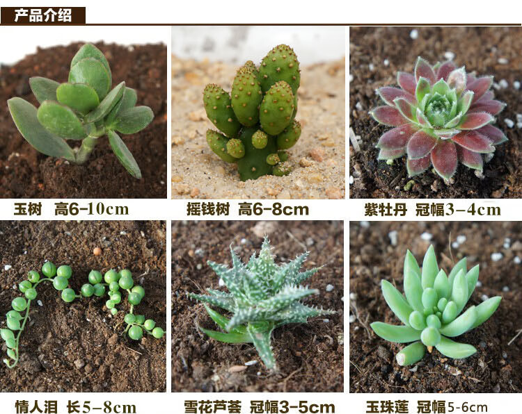 现货24款多肉植物品相好品种全肉肉绿植桌面盆栽 白牡丹-4-5cm