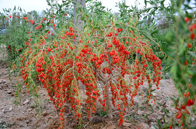 雨嫣 红枸杞树苗 野生枸杞苗树苗 室内盆栽地栽苗南北方种植黑枸杞苗