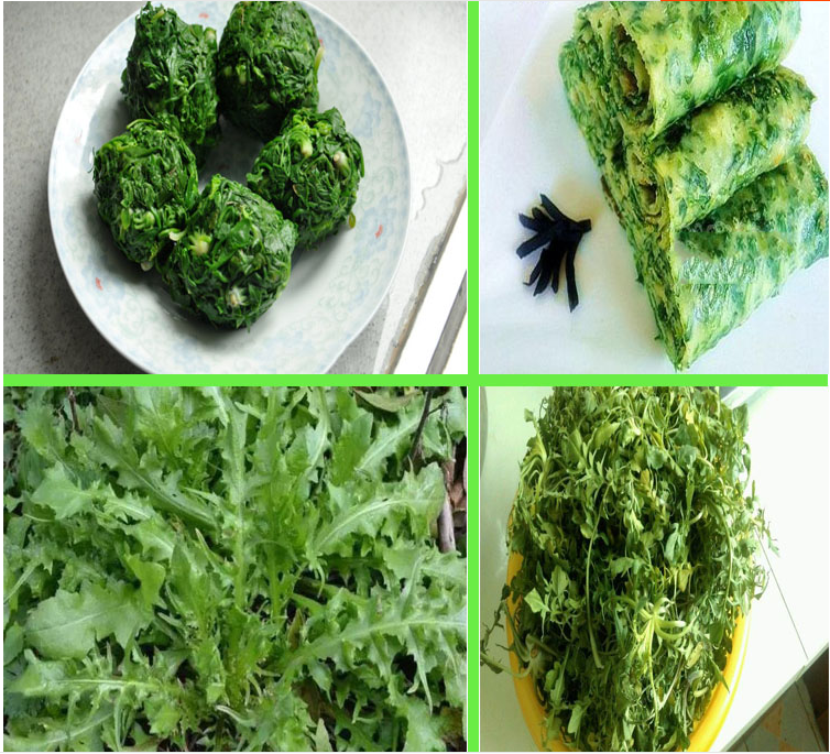 播种苦麦菜种子食用天然野菜蔬菜籽香草苦麻菜芥菜马齿苋种子野生苦麦