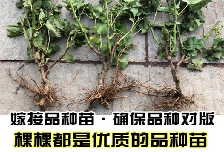嫁接蓝宝石葡萄树苗盆地栽无籽巨峰 当年结果 盆栽地栽葡萄树苗庭院