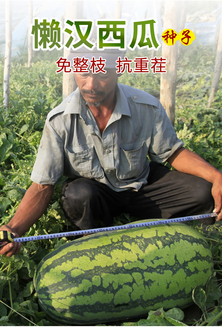 巨型懒汉西瓜种籽特大超甜8424西瓜种子露天易种植春夏四季水果籽