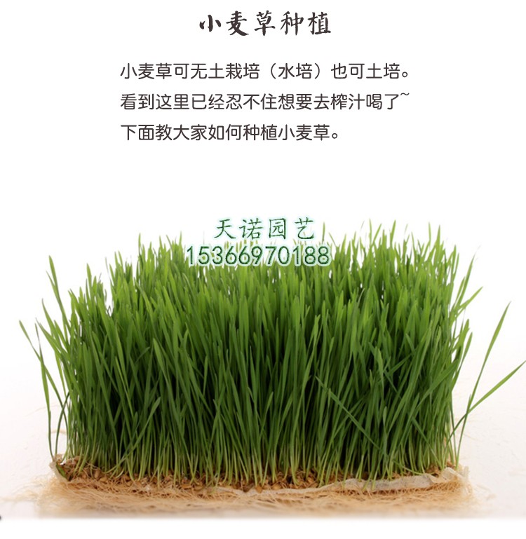 姜芮 无土栽培小麦草种子 阳台水培榨汁水猫草 500克