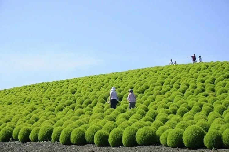 红地肤种子 绿地肤花种子 扫帚苗 孔雀松 景观花海庭院草花种籽子