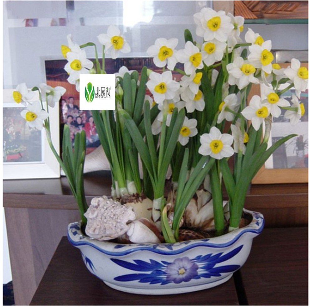 桌面盆栽绿植 水仙花种球西洋球根 水仙花种子水培花卉植物 多头洋