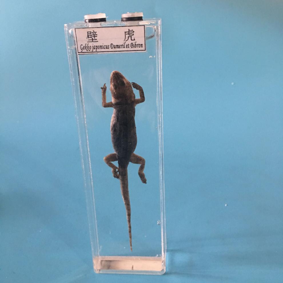 鲨鱼标本真实动物标本盒海洋生物鲨鱼鲫鱼海螺蜗牛壁虎蛇蜘蛛蛙的发育