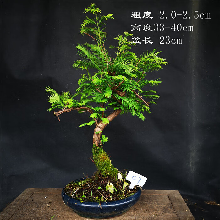精品小品微型小型水杉盆景盆栽 ,水杉丛林盆景,水杉丛林组合 驼色 c8