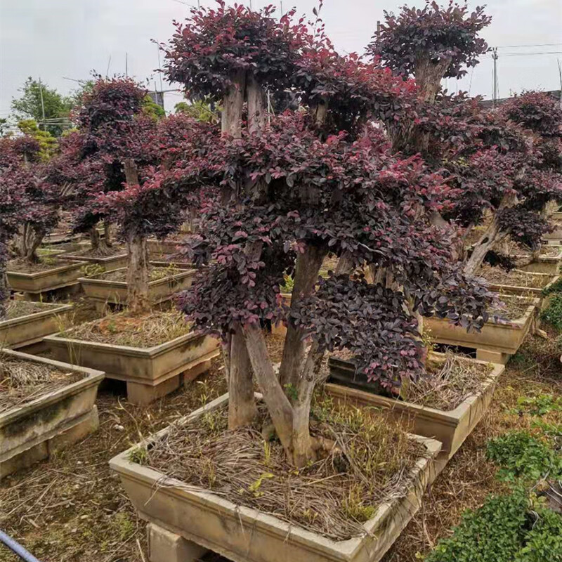 花友 红花继木盆景地景植物大型庭院别墅造型风景树老桩红花檵木 红花