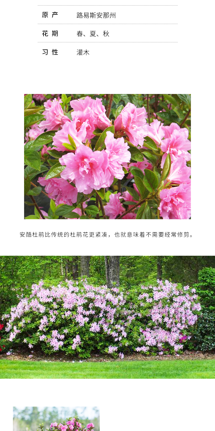 安酷杜鹃盆栽花卉康乃馨四季开花阳台植物好养易活室内杜鹃花康乃馨