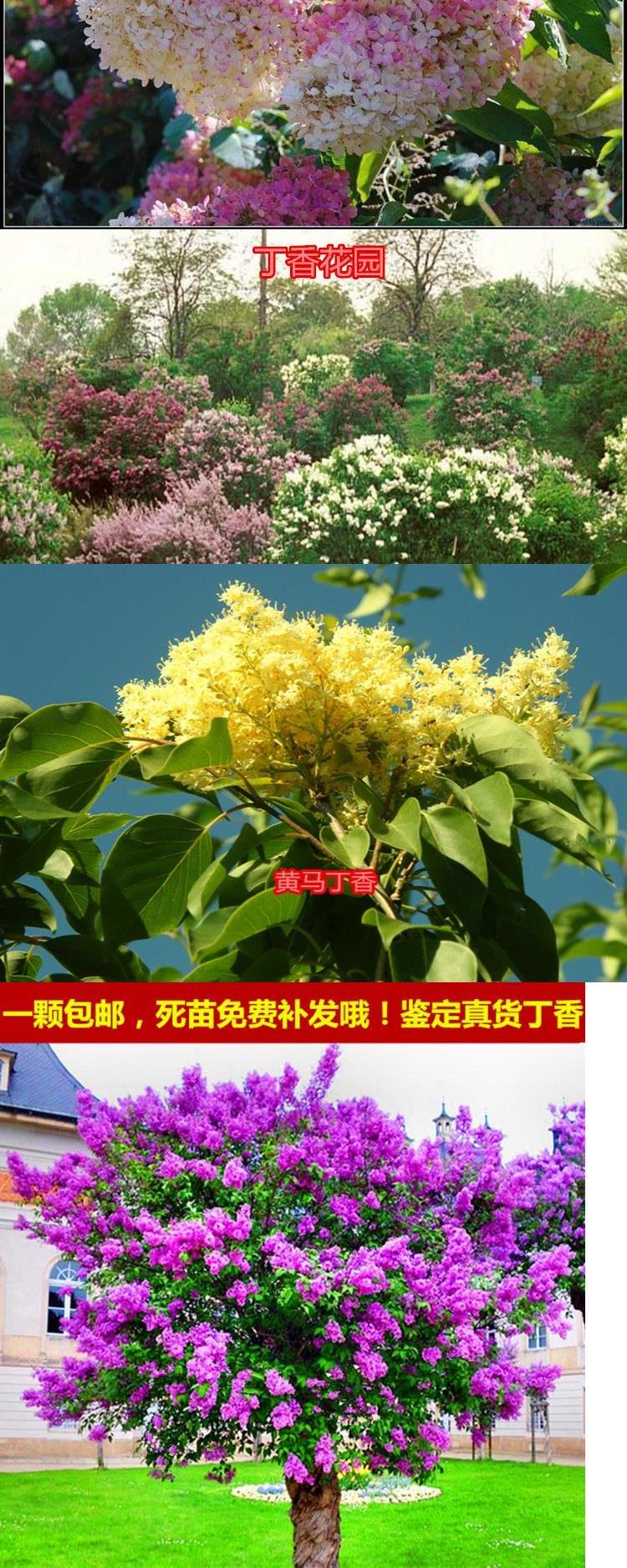 丁香花树苗四季开花庭院植物绿化树苗丁香花苗海棠树苗盆栽丁香20年苗