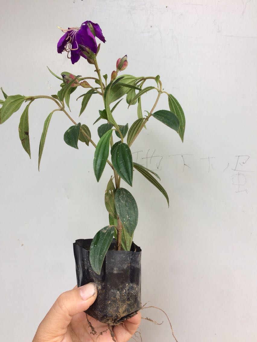 巴西野牡丹蓝稔花巴西紫牡丹花绿化苗树苗四季开花庭院阳台盆栽 20