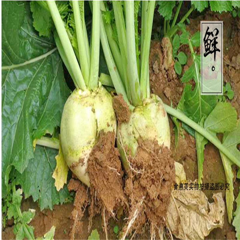 东北咸菜疙瘩足5斤卜留克疙瘩芥菜疙瘩下饭菜咸菜东北咸菜块1斤 卜留