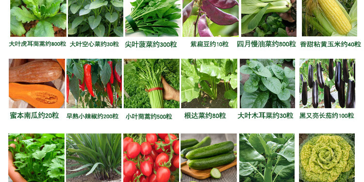 家庭四季蔬菜种子套餐各种常种蔬菜大全菜种子家庭菜籽四季种植 24款