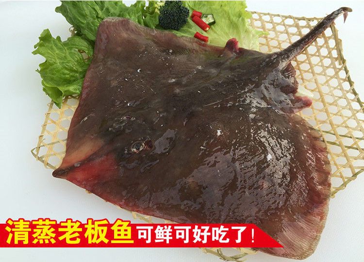 姬美食尚老板鱼魔鬼鱼海鱼新鲜鱼偏口鱼蝶鱼鳐鱼孔鳐鱼鳐鱼45斤一条