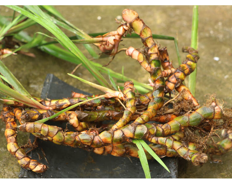 贵州特产山奈新鲜五香草纯根茴香菖蒲随手香三奈山赖去腥香料带根新鲜