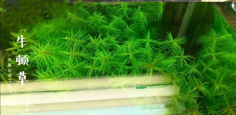 30种水草种子套餐四季种植鱼缸水草造景耐寒水草30种混装体验30种