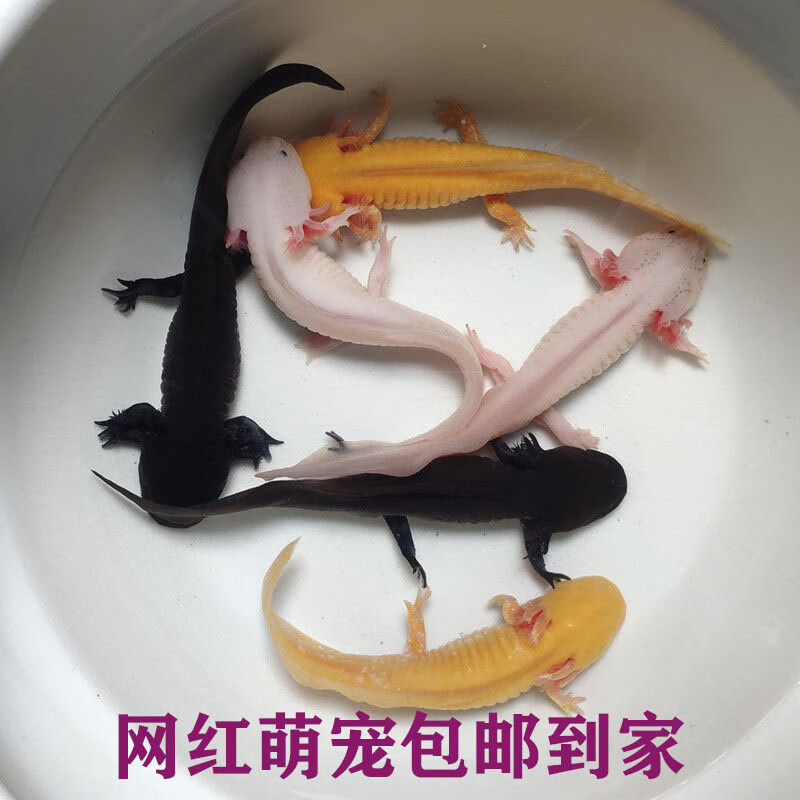 六角恐龙鱼六角龙鱼两栖蝾螈小火龙观赏鱼淡水宠物鱼活体金鱼锦鲤幼年