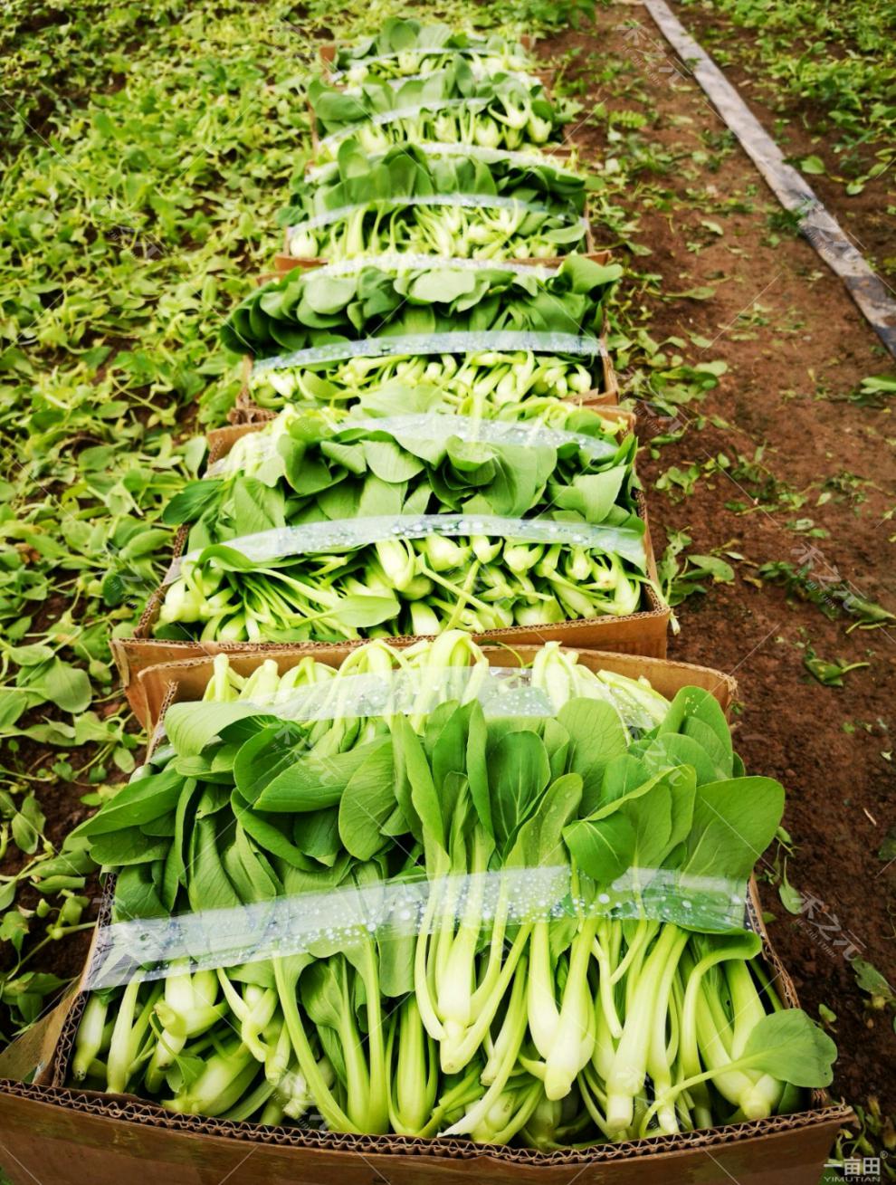 播秋冬季种植上海青四季小白菜青菜种籽 鸡毛菜1号500克原包装超实惠