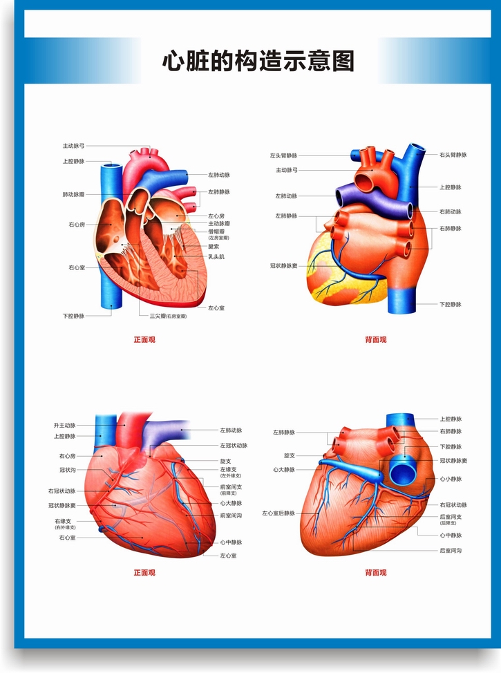 心脏构造图心脏结构图心脏解剖图人体血液循环系统图诊所医院挂图心脏