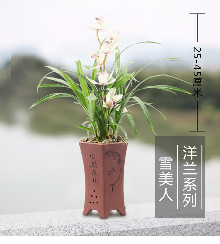 浓香型兰花苗兰草花卉雪美人建兰四季兰盆栽带花苞名贵绿植物墨兰