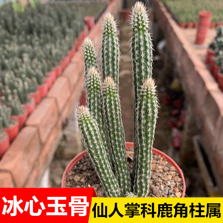 园艺冰心玉骨仙人掌科开花银妞鹿角柱属客厅盆栽办公室银妞67头棵10
