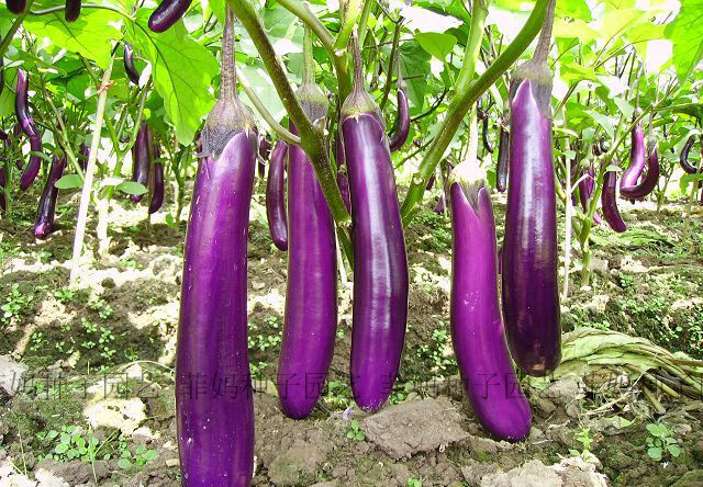 2019新种紫红长茄子紫茄子籽大田庭院盆栽蔬菜种子春秋播瓜果种子高产