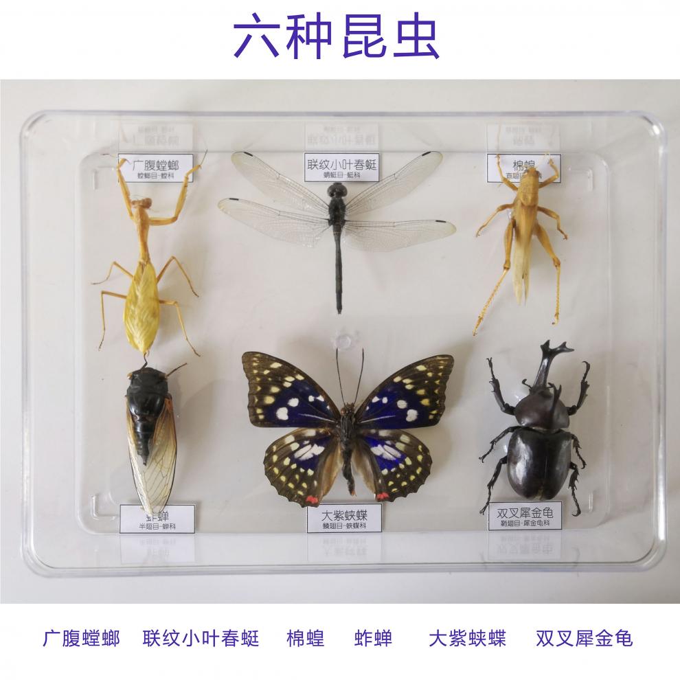 昆虫标本昆虫标本真虫透明独立盒包装学校幼儿园教学蝗虫棉蝗