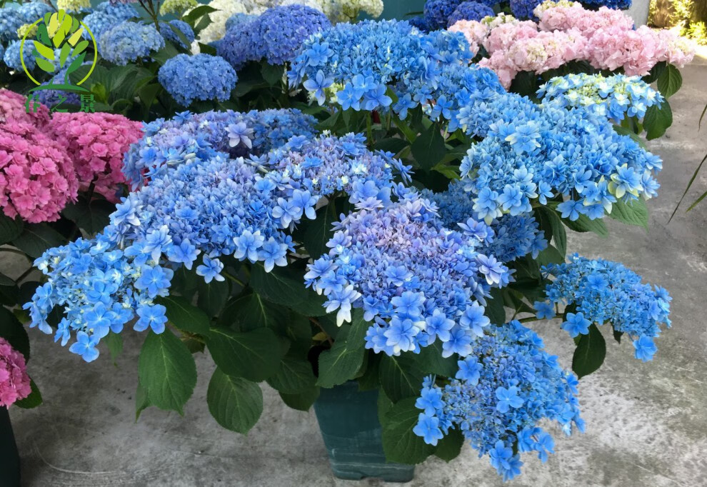 进口魔幻绣球花苗当年开花盆栽地栽植物绣球苗紫阳花八仙花洋绣球 红