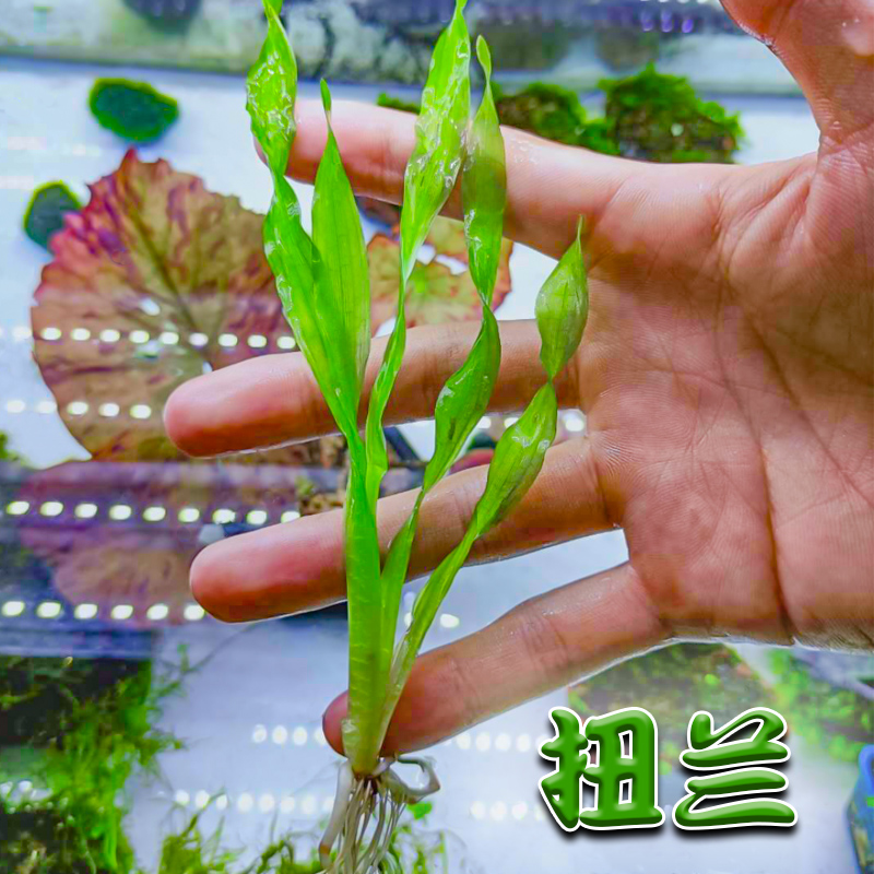 纽兰水兰原生缸植物造景无需二氧化碳新手好养阴性水草扭兰中后景纽兰