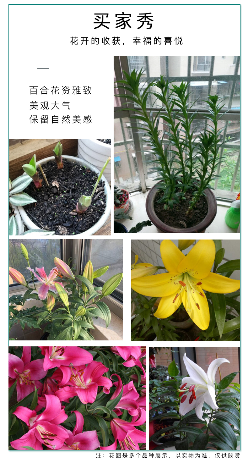 进口矮球种香水百合种球重瓣四季多苞花苗花卉盆栽种子大球多年生