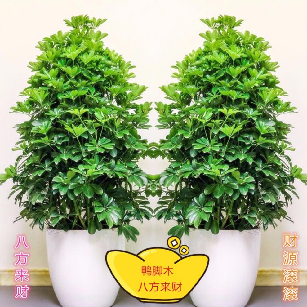 发财树金钱树八方来财平安树幸福树红豆树居家办公大型绿植盆栽 八方