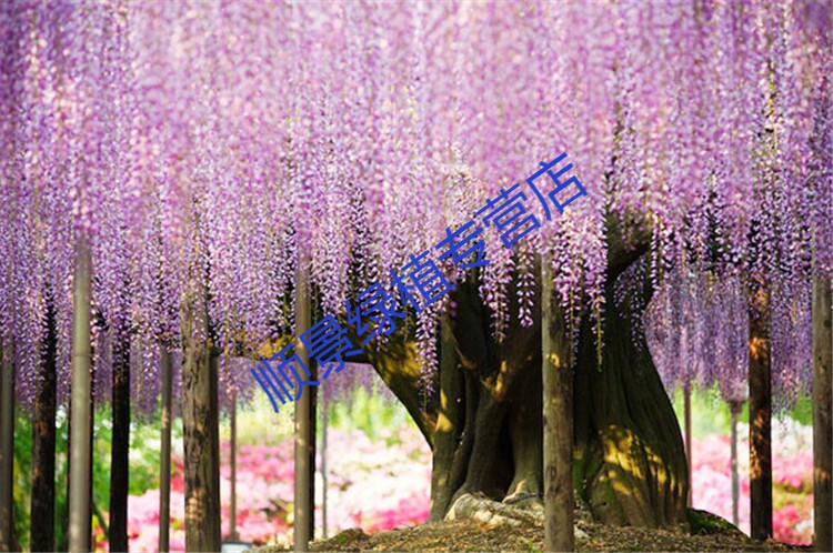 新采紫藤种子 紫藤豆 藤花子 紫金藤子 朱藤 招豆藤 紫藤林木种子