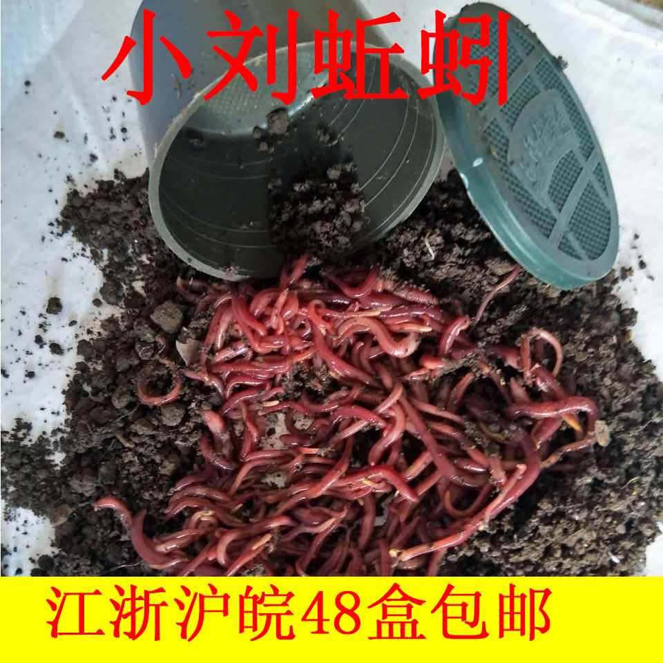 盒装蚯蚓 活体红蚯蚓鱼饵 大平二号垂钓饵料钓鱼小刘蚯蚓多省包 大号