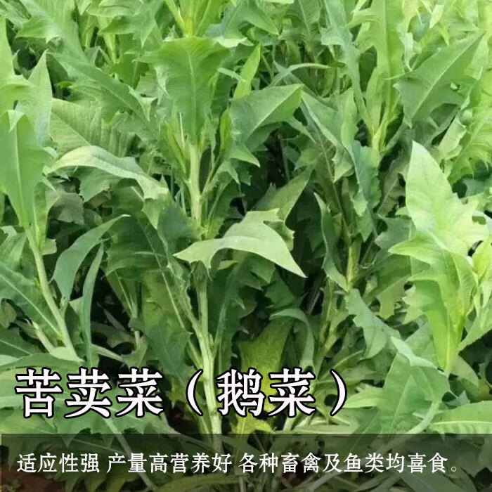 苦荬菜种子多年生牧草草籽鱼猪鸡鸭鹅苦麻菜苦麦菜苦买菜苦卖菜苦麦菜