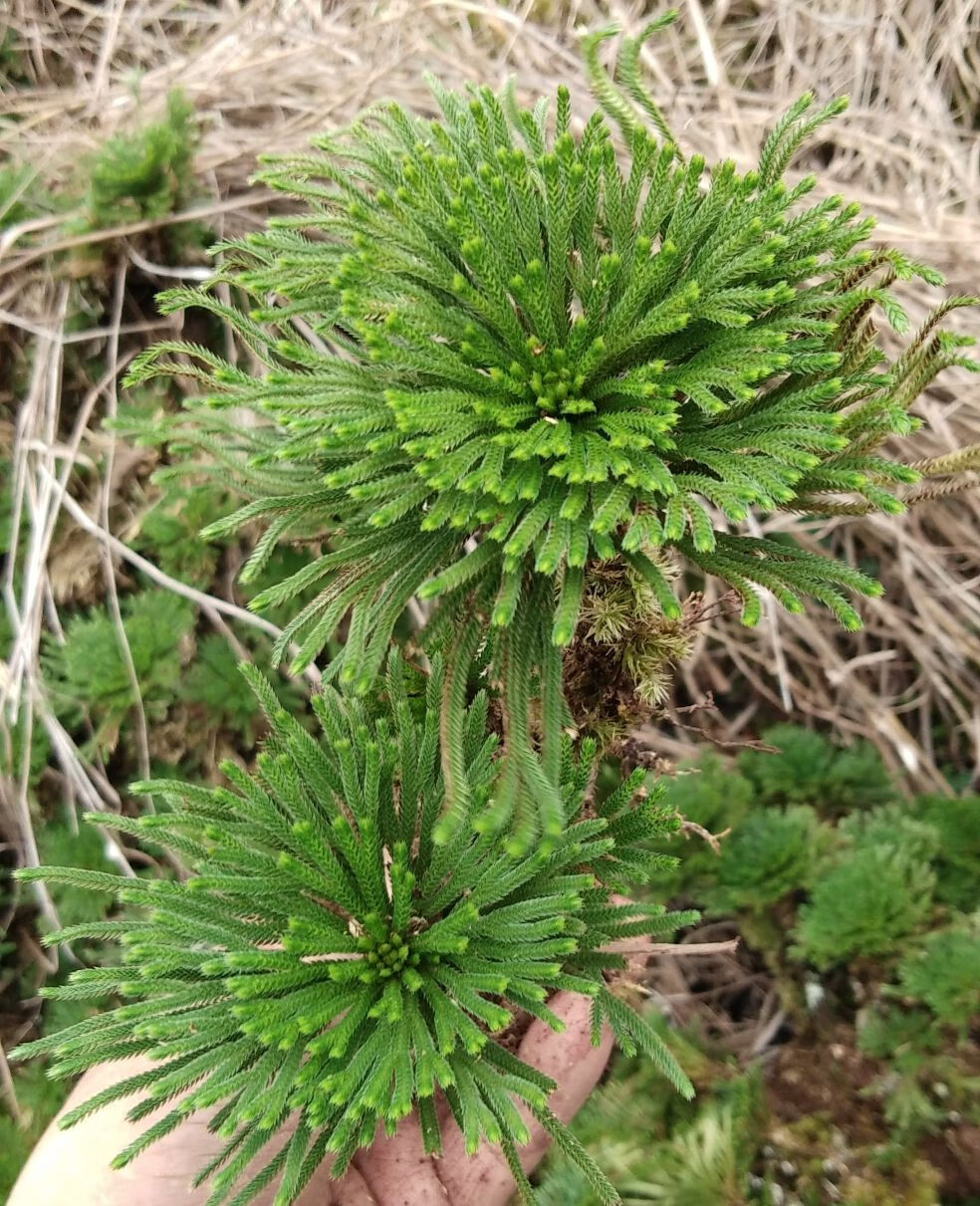 轻奢盆景野生还魂草花卉卷柏九死还魂草微型绿植新鲜竹筒创意盆栽1棵