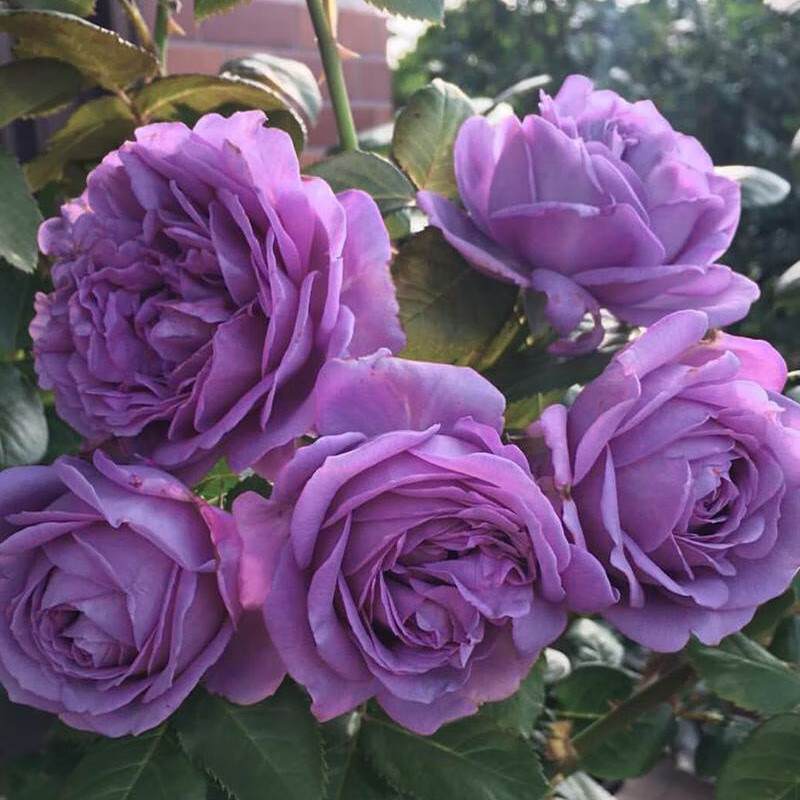 微蓝月季蓝紫色灌木月季花苗直立多头四季开放绿植玫瑰营养杯小苗不含