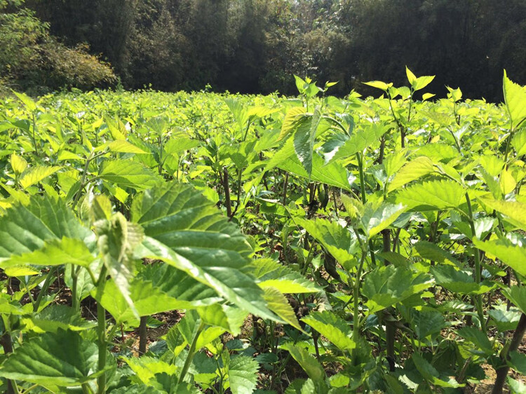新鲜桑叶蚕宝宝食物特嫩农家桑叶新鲜2斤叶大肉厚桑树苗盆栽【广东