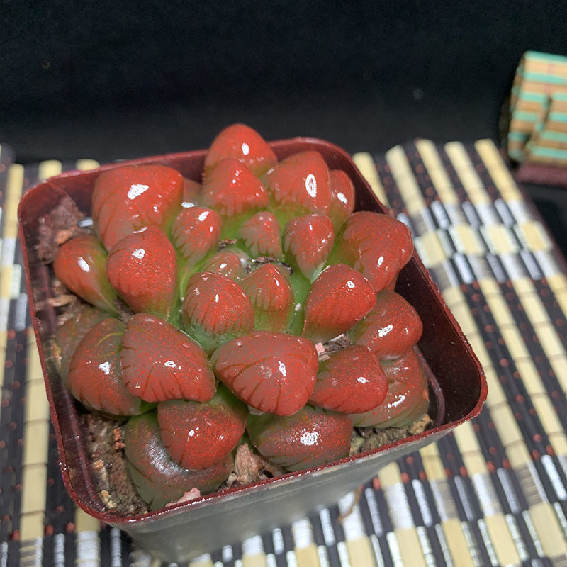 冰灯玉露彩色多肉植物四季易养活水晶玉露室内桌面盆栽三盆中号宽7高