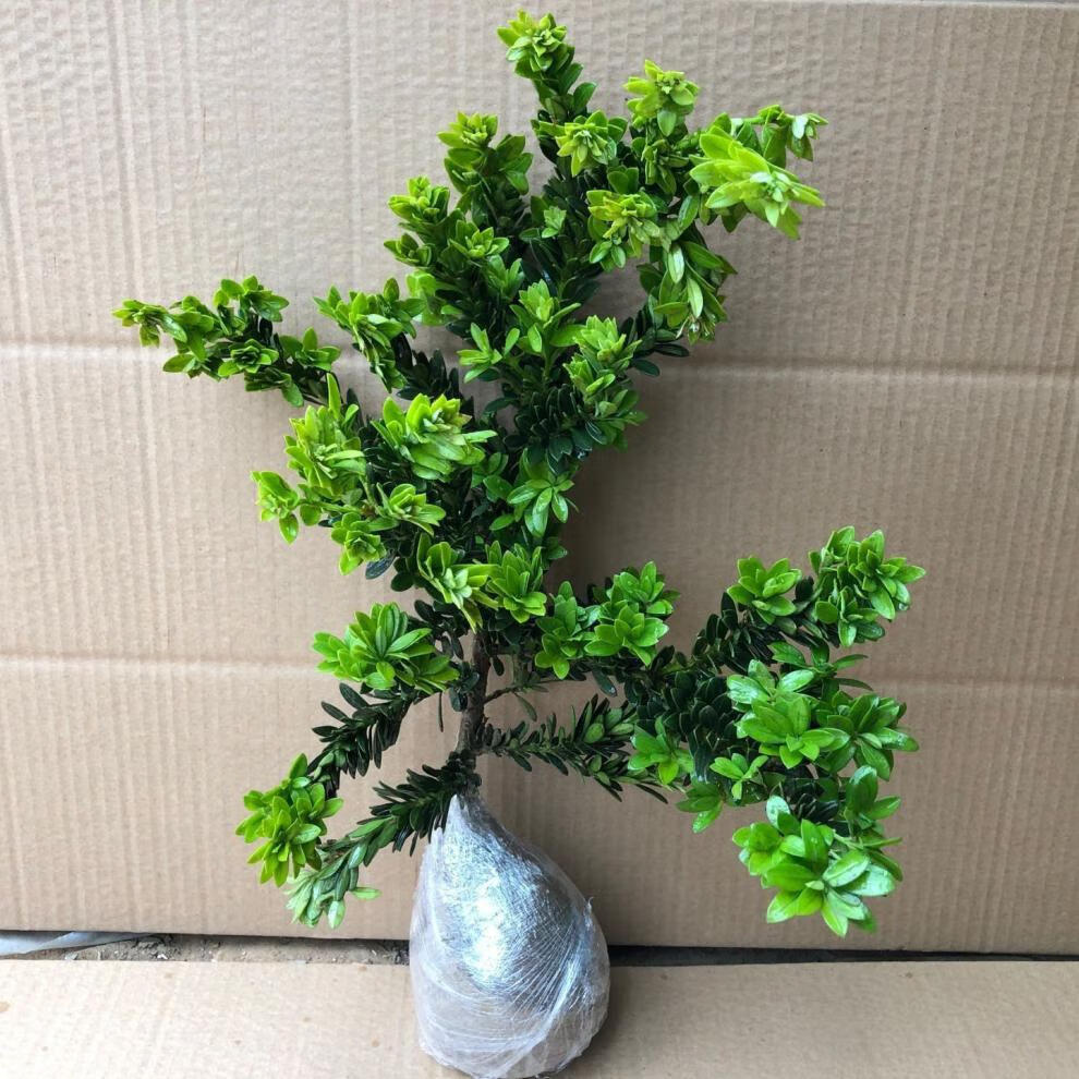 黑珍珠罗汉松喜欢生长在湿润的环境中