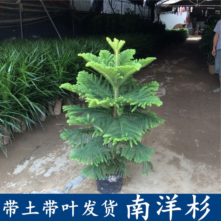 南洋松大小苗树苗圣诞树花卉盆景客厅花卉绿植盆栽四季常青南洋杉5060