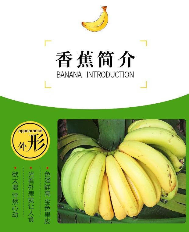 精选广西土香蕉新鲜香蕉芝麻蕉banana清甜味青蕉无催熟剂5斤香蕉