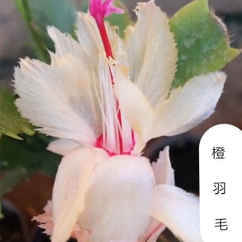 新品重瓣大花黄金蟹爪兰苗盆栽室内阳台花卉绿植多色四季开花 红羽毛