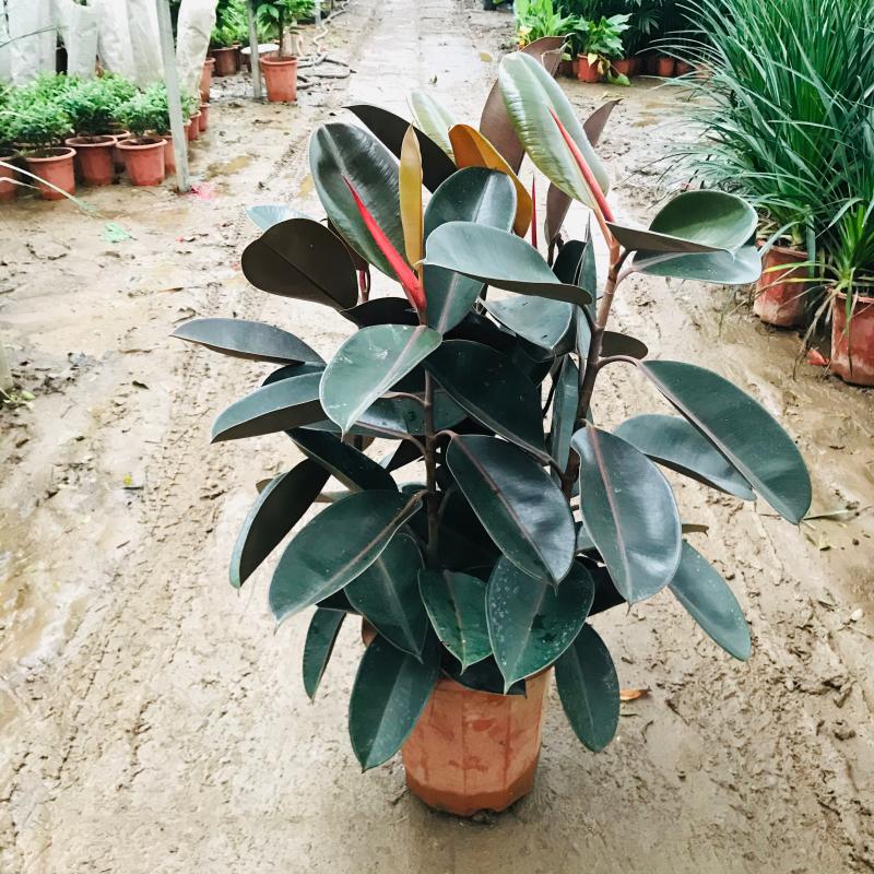 春之者 橡皮树大型盆栽黑金刚花卉绿植大叶子四季常青