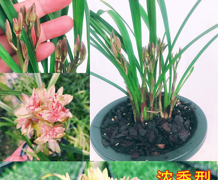 兰花建兰富山奇蝶浓香客厅花卉盆栽a8 富山奇蝶5苗 不含盆【图片 价格